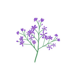 Fototapeta premium lilac flowers isolated on white background