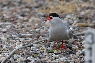 common tern