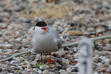 common tern