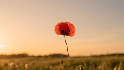 A solitary red poppy stands tall against a serene sunset sky in a tranquil field.
