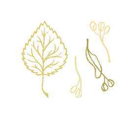 Falling linden leaf and seeds. Vector line illustration in simple style on white background.