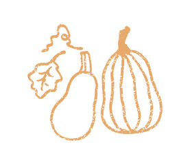 Simple pumpkins harvest outline. Autumn plant print. Vector illustration on a white.