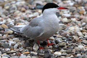 common tern
