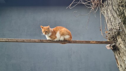 An orange tabby cat sits on a wooden branch. The background is a plain gray wall, providing ample copy space for text or graphics.