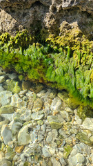 Clear water with pebbles and green algae along a rocky shore. The scene offers a natural coastal environment with space for text overlay.