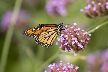 Monarch Butterfly on flower taken in southern MN
