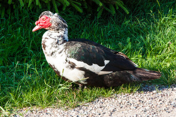 Muscovy duck. Close-up of a Muscovy duck portrait standing on green grass in natural daylight. Clear animal portrait with soft shadows for farming, wildlife, education, and eco-friendly concepts
