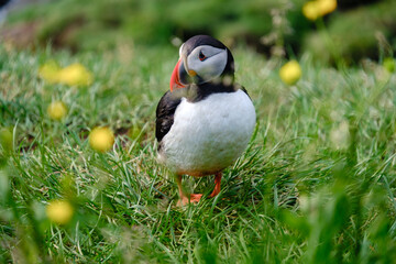 Vibrant puffin standing among wildflowers in Icelands rugged landscape during summer