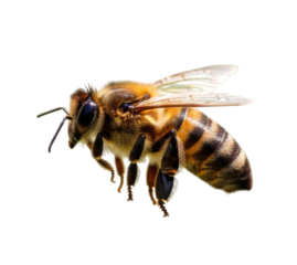 Close-up of a bee with detailed wings and stripes on its body in natural pose, transparent background, cutout PNG