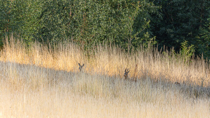 Pr&egrave;s d'un bois, dans la partie sombre et ombrag&eacute;e du bois. Ma pr&eacute;sence a &eacute;t&eacute; d&eacute;tect&eacute;e par un chevreuil et une chevreuil femelle. Une autre chevreuil femelle continue de manger.