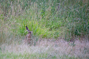 Lièvre d'Europe  surveillant les alentours tout en mangeant.
