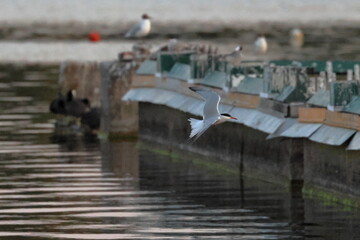common tern