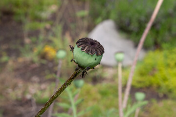 Poppy seed heads growing in a suburban garden on a warm summers day with narrow depth of field. Nature background