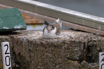 common tern