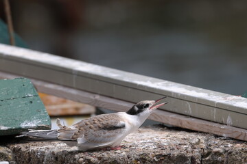 common tern