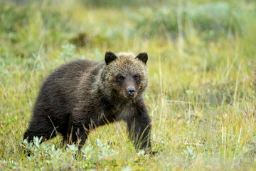 Grizzly Bear cub taken in northern Alaska, Denali NP
