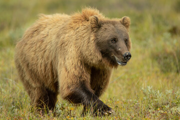 Fototapeta premium Grizzly Bear sow taken in Denali National Park Alaska