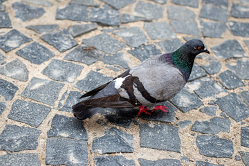 A grey pigeon with iridescent neck feathers and red feet walks across a patterned cobblestone street filled with sand gaps.