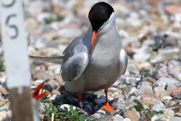 common tern