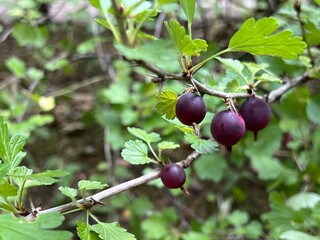 Jostaberry is a hybrid of blackcurrant and gooseberry.