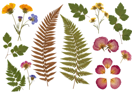 Meticulously pressed and dried botanical specimens, including vibrant yellow, orange, purple, blue, brown flowers, green leaves, and red rose petals, arranged on a clean white background with copy - Powered by Adobe