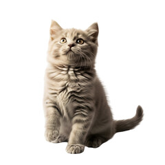 Adorable grey kitten sitting looking up isolated on transparent background