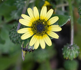 Beautiful close-up of arctotheca calendula