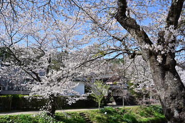 満開の忍野八海の桜と富士山