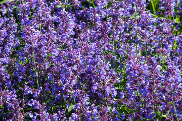 Obraz premium Small violet flowers of Walkey's Low Nepeta, Nepeta racemosa, the raceme catnip. Beautiful blue Catnip in full bloom for background, post, screensaver, wallpaper, postcard, banner, cover, website
