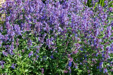 Obraz premium Small violet flowers of Walkey's Low Nepeta, Nepeta racemosa, the raceme catnip. Beautiful blue Catnip in full bloom for background, post, screensaver, wallpaper, postcard, banner, cover, website