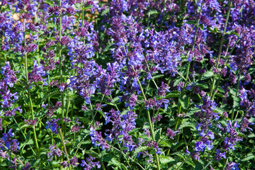 Small violet flowers of Walkey's Low Nepeta, Nepeta racemosa, the raceme catnip. Beautiful blue Catnip in full bloom for background, post, screensaver, wallpaper, postcard, banner, cover, website