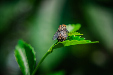 Close-up macro of a housefly resting on a vibrant green leaf with natural garden bokeh, showcasing fine wing details, segmented body texture, and insect behavior in a tropical outdoor setting.