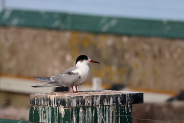 common tern