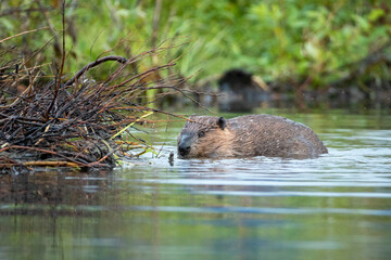 American Beaver building dam taken in central Alaska