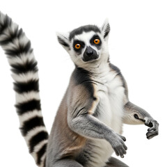 Obraz premium Ring-tailed lemur primate mammal animal portrait with a black and white striped tail isolated on transparent background