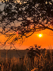 Obraz premium sunset in the field