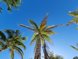 Fototapeta premium palm trees against blue sky