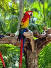 red and yellow macaw birds