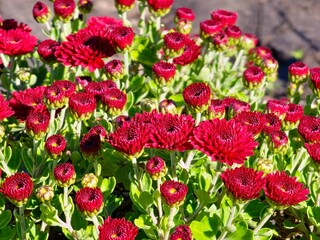 Chrysanthemum morifolium in the garden. Chrysanthemum morifolium is a shrubby ornamental plant with a high economic value and potential for cultivation.