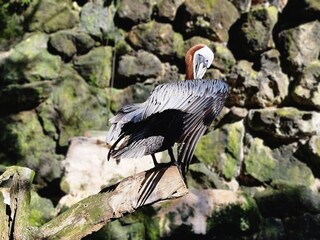 white stork in the wild