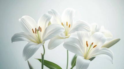 Branch of white lilies as symbol of the funeral