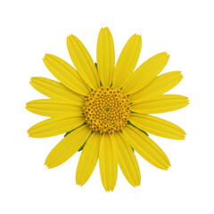 Obraz premium A single, pristine sphagneticola trilobata flower with vibrant yellow petals radiating from a golden-yellow textured center, illuminated by shadowless overhead light on a transparent studio