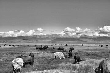 A herd of buffalo grazing on the plains in the mountains