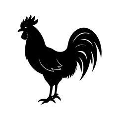 rooster isolated on white background