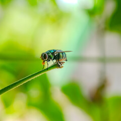 Vibrant macro image of a green blow fly with compound eyes and iridescent body, perched on a stem with a drop of liquid on its mouthparts.