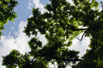 Green trees. Looking up trees blowing in the wind with blue sky. Blue sky in daytime with fluffy clouds. Branch of trees is beautiful with bright green leaves. Summer time