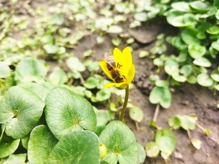 yellow flowers in the garden