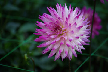 Obraz premium Dahlia cactus mauve en été au jardin