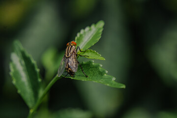 Close-up photo of a fly with vivid red eyes perched on a bright green leaf. Captured with sharp detail and blurred background