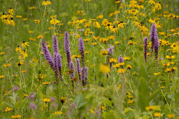 Native prairie wildflowers taken in southern MN © Stan